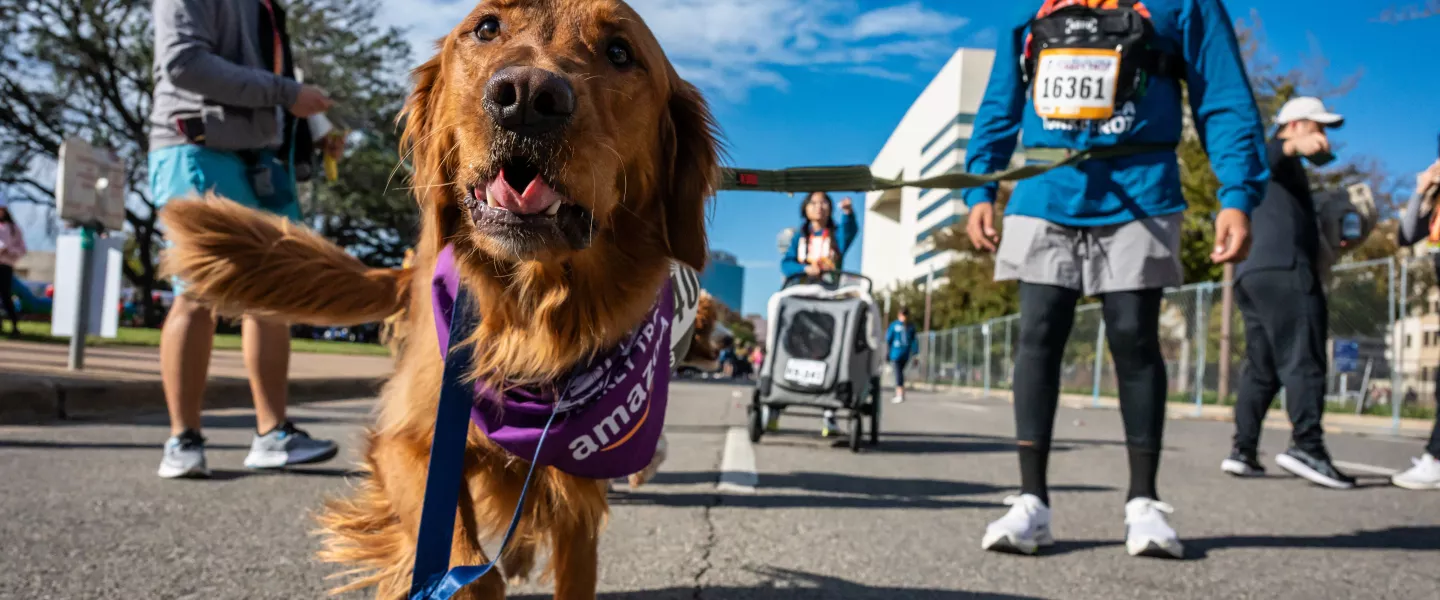 Turkey Trot Dallas Dog