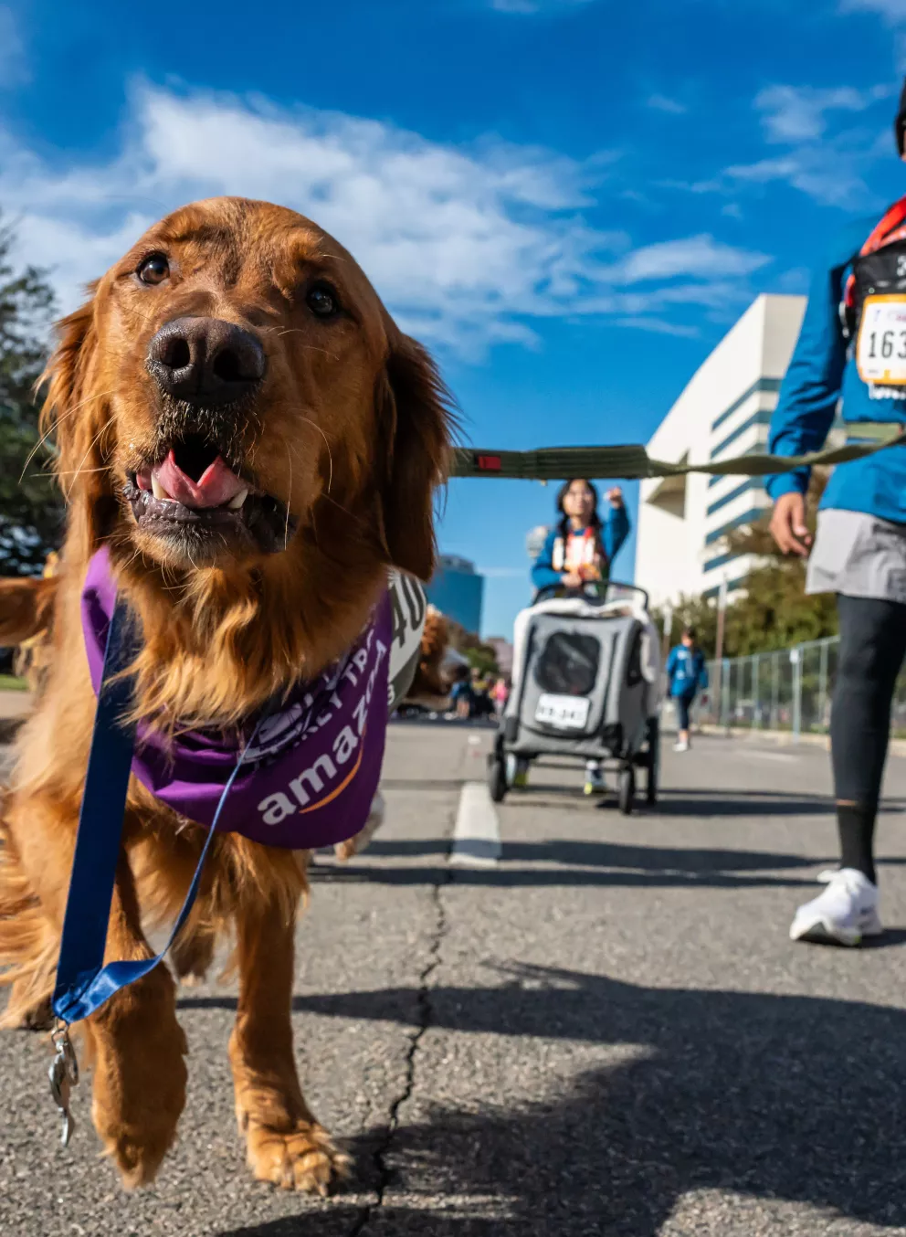 Turkey Trot Dallas Dog